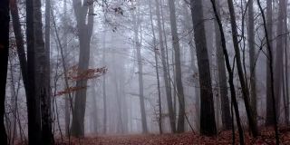 穿过雾蒙蒙的秋林