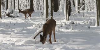 鹿。白尾鹿也被称为白尾鹿或弗吉尼亚鹿在冬天雪地上。