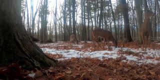 鹿。白尾鹿也被称为白尾鹿或弗吉尼亚鹿在冬天雪地上。