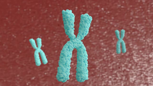 3d动画X染色体。端粒酶可以修复被称为端粒的DNA短片段，而端粒在细胞有丝分裂时被缩短。