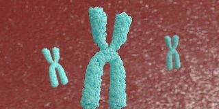 3d动画X染色体。端粒酶可以修复被称为端粒的DNA短片段，而端粒在细胞有丝分裂时被缩短。