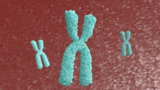 3d动画X染色体。端粒酶可以修复被称为端粒的DNA短片段，而端粒在细胞有丝分裂时被缩短。视频素材模板下载