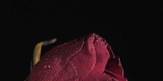 黑暗的房间里那湿漉漉的红玫瑰花瓣。浪漫的概念