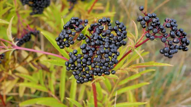 接骨木灌木在绿色的叶子，接骨木栽培。