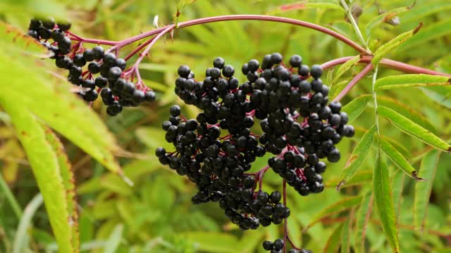 成熟的接骨木在风中摇曳，接骨木种植园，接骨木树丛中。