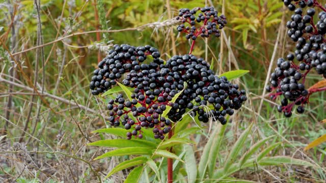 成熟接骨木，工业产品接骨木，接骨木丛。