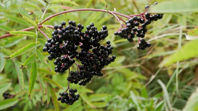 在种植园上的接骨木灌木，接骨木栽培。接骨木收成。