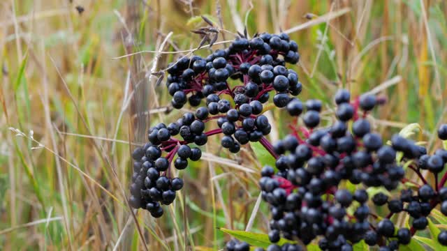 接骨木灌木，接骨木莓特写，接骨木莓种植园。