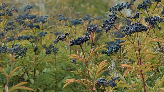 接骨木灌木，接骨木种植栽培，农业。
