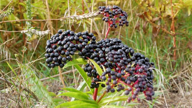 接骨木灌木特写，接骨木浆果镜头，接骨木种植园在农业。