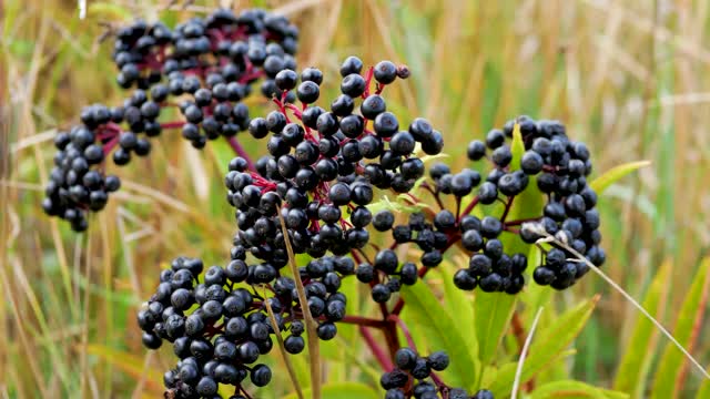 成熟的接骨木特写。接骨木布什。