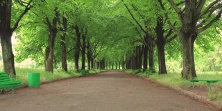 绿色的小巷与大树。美好的夏日。
