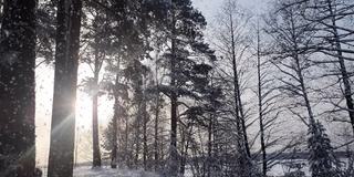 冬天下雪的森林里，柔软的雪花在圣诞节的早晨飘落。冬天的风景。冰雪覆盖的树木。