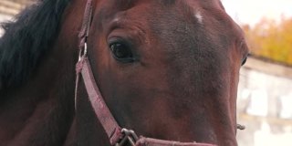 近距离的眼睛和脸部的一个纯种棕色赛马的细节。马俱乐部。牧场上的牲畜。选择性聚焦，浅景深
