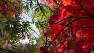 秋天枫叶红绿相间视频素材模板下载