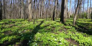 春木景观用白花银莲花滑拍