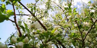 阳光透过开花的苹果树枝滑块摄影