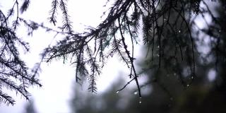 近距离拍摄的一棵松树针在雨中