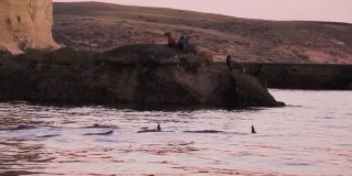 日落时分，一群虎鲸在巴塔哥尼亚的海狮群前游泳