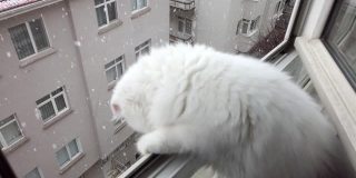 苏格兰长毛折毛猫，6个月大的小猫第一次看到下雪，