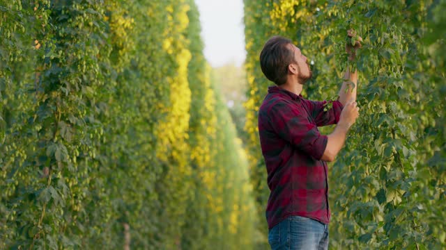 一个农民在检查种植的啤酒花。一名男子正在检查和闻用于酿造啤酒的新鲜啤酒花圆锥