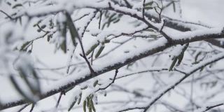 极端跟踪近距离拍摄沿雪覆盖的树枝