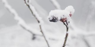极端近距离拍摄白雪覆盖的浆果在林地