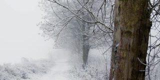 在雪域的树林里，平移拍摄穿越雪域的小路