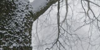 极端近距离拍摄的积雪覆盖的树在林地