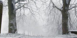 追踪镜头接近被雪覆盖的树枝在林地