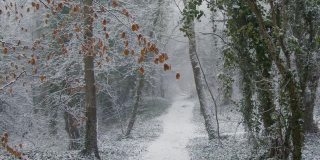 倾斜镜头在雪域里仰望被雪覆盖的树