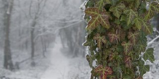 拉聚焦拍摄的雪域林地覆盖的小路