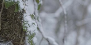 极端近距离拍摄的雪覆盖的树叶在林地