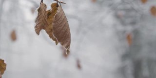 拉聚焦拍摄的雪覆盖的树枝和树叶在林地