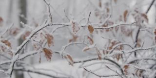 极端近距离拍摄的雪覆盖的树枝和树叶