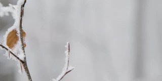 拉聚焦拍摄的树木和树叶在雪域林地