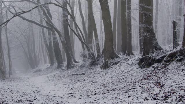 跟踪拍摄沿着小径和看被雪覆盖的树