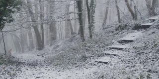跟踪拍摄沿着小路在雪域林地看着树