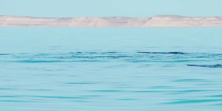 鲸鱼打破平静的表面近距离缓慢运动