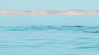 鲸鱼打破平静的表面近距离缓慢运动视频素材模板下载