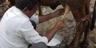 一位奶农在当地的奶牛场挤牛奶，这是印度农业的景象。