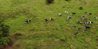 鸟瞰图牛群在绿色的夏季草地上吃草。在阳光明媚的日子里，在草地上的黑白奶牛。大的牲畜。农场景观鸟瞰图的牛群在绿色牧场。