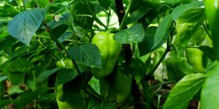 成熟的辣椒植物生长在自制温室高清视频。