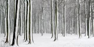 大雪期间，树木被雪覆盖