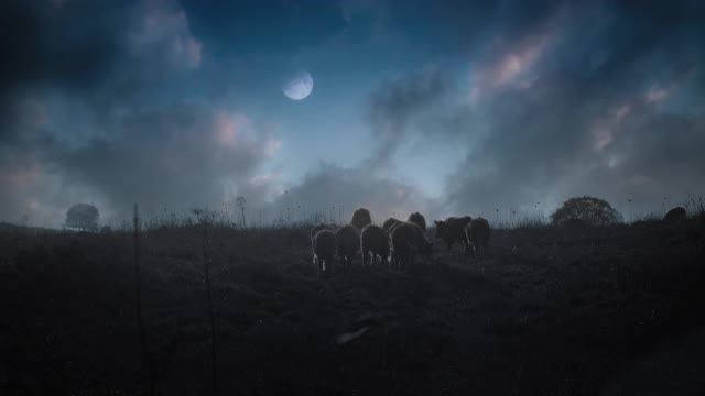 一群野牛在夜晚缓缓地走着，月亮冉冉升起，美丽的天空衬托着它们
