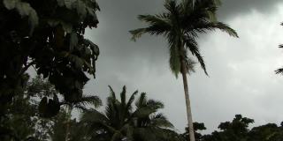 暴风雨中的棕榈树