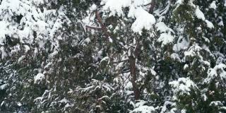 电影大气的近距离拍摄一棵被雪覆盖的针叶树。