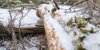 爱沙尼亚森林里海狸砍下来的木头