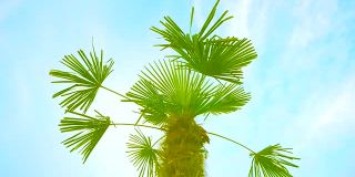 阳光明媚的蓝天下的棕榈树。热带植物。假期的概念。夏季旅行。在海滩上放松。