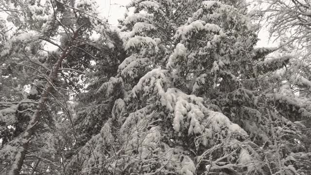 雪花从树枝上飘落下来，散落得又多又猛。